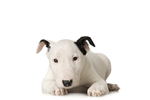 Cães