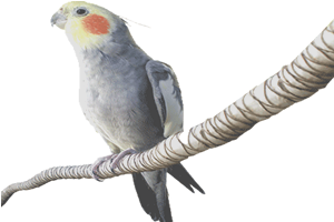 Aves