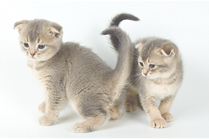 Gatos