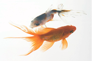 Peixes